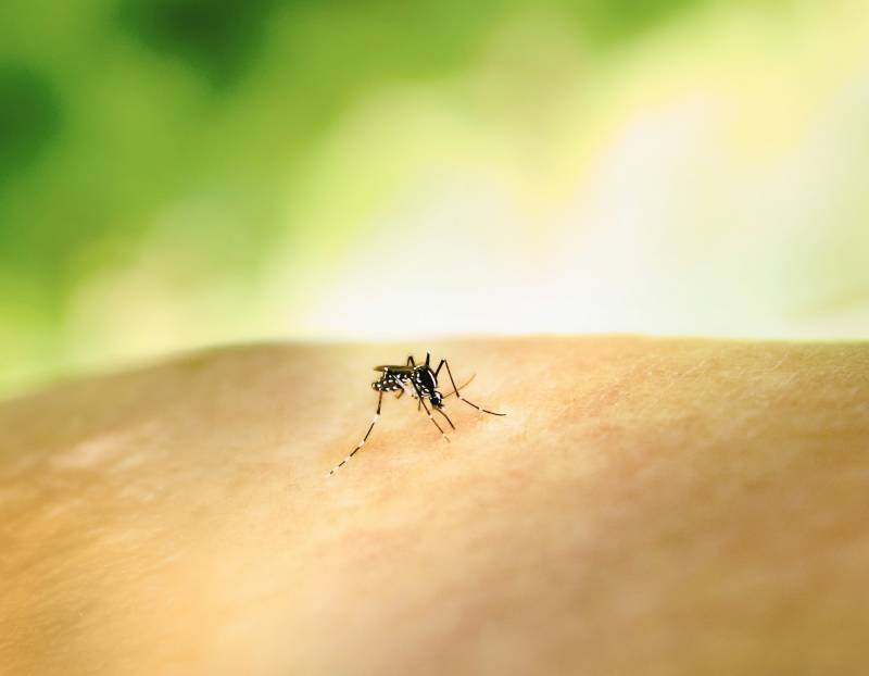 Spécialiste de la pose de piège a moustique à Lyon