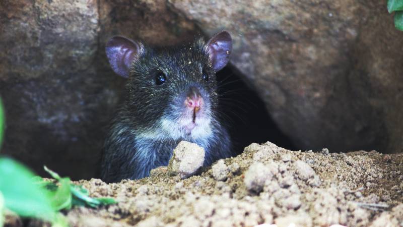 Rat dans la maison a Limonest et St cyr au mont d'or que faire ? 