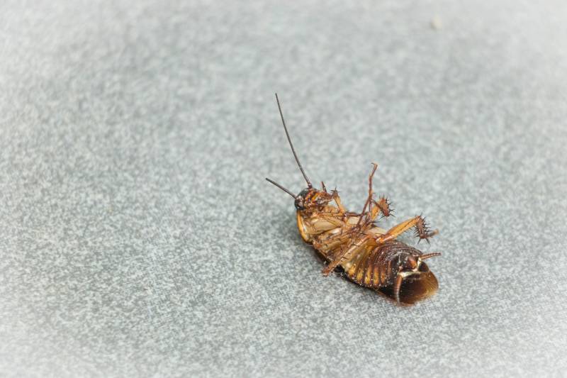entreprise de désinsectisation efficace contre les cafards cafard à caluire et St cyr au mont d'or