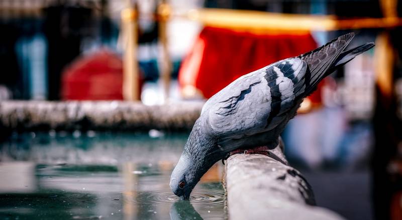 Dépigeonnage par capture et euthanasie sans souffrance animale à Lyon